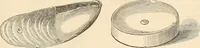 An illustration from Illustrated catalogue of Wadsworth, Howland & Co. : importers and dealers in artists' supplies and architects' and drafting materials. (1895)