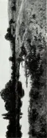 An illustration from Illustrated catalogue of valuable old and modern paintings of artistic distinction .. (1921)