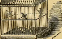 An illustration from Illustrated descriptive price-list of magical apparatus and illusions .. (1884)