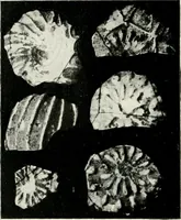 An illustration from Illustrated descriptive account of the Museum of Andalucian pottery and lace, antique and modern : together with notes on pre-Roman Seville and the lost city of Tharsis (1913)