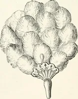 An illustration from An illustrated dictionary of words used in art and archaeology. Explaining terms frequently used in works on architecture, arms, bronzes, Christian art, colour, costume, decoration, devices, emblems, heraldry, lace, personal ornaments, pottery, painting, sculpture, &c., with their derivations (1883)