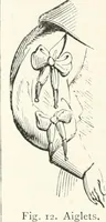 Picture 12 of 498 from An illustrated dictionary of words used in art and archaeology. Explaining terms frequently used in works on architecture, arms, bronzes, Christian art, colour, costume, decoration, devices, emblems, heraldry, lace, personal ornaments, pottery, painting, sculpture, &c., with their derivations (1883), leaf 19