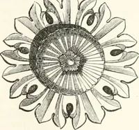 An illustration from An illustrated dictionary of words used in art and archaeology. Explaining terms frequently used in works on architecture, arms, bronzes, Christian art, colour, costume, decoration, devices, emblems, heraldry, lace, personal ornaments, pottery, painting, sculpture, &c., with their derivations (1883)