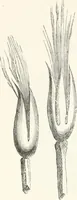 An illustration from An illustrated dictionary of words used in art and archaeology. Explaining terms frequently used in works on architecture, arms, bronzes, Christian art, colour, costume, decoration, devices, emblems, heraldry, lace, personal ornaments, pottery, painting, sculpture, &c., with their derivations (1883)