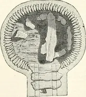 An illustration from An illustrated dictionary of words used in art and archaeology. Explaining terms frequently used in works on architecture, arms, bronzes, Christian art, colour, costume, decoration, devices, emblems, heraldry, lace, personal ornaments, pottery, painting, sculpture, &c., with their derivations (1883)
