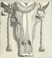 An illustration from An illustrated dictionary of words used in art and archaeology. Explaining terms frequently used in works on architecture, arms, bronzes, Christian art, colour, costume, decoration, devices, emblems, heraldry, lace, personal ornaments, pottery, painting, sculpture, &c., with their derivations (1883)