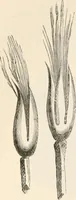 An illustration from An illustrated dictionary of words used in art and archaeology. Explaining terms frequently used in works on architecture, arms, bronzes, Christian art, colour, costume, decoration, devices, emblems, heraldry, lace, personal ornaments, pottery, painting, sculpture, &c, with their derivations (1883)