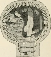 An illustration from An illustrated dictionary of words used in art and archaeology. Explaining terms frequently used in works on architecture, arms, bronzes, Christian art, colour, costume, decoration, devices, emblems, heraldry, lace, personal ornaments, pottery, painting, sculpture, &c, with their derivations (1883)