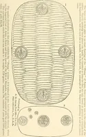 An illustration from Illustrated encyclopaedia of gold and silver coins of the world; illustrating the modern, ancient, current and curious, from A.D. 1885 back to B.C. 700 (1886)