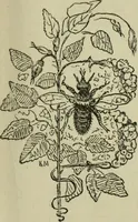 An illustration from The illustrated London drawing book ... (1853)
