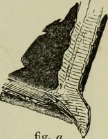 An illustration from The illustrated London drawing book ... (1853)