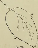 An illustration from The illustrated London drawing book ... (1853)