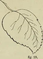 An illustration from The illustrated London drawing book ... (1853)