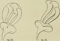 An illustration from The illustrated London drawing book ... (1853)
