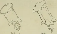 An illustration from The illustrated London drawing book ... (1853)