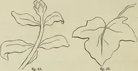 An illustration from The illustrated London drawing book ... (1853)