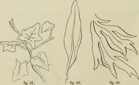 An illustration from The illustrated London drawing book ... (1853)