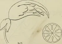 An illustration from The illustrated London drawing book ... (1853)