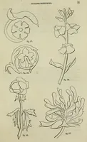Picture 33 of 183 from The illustrated London drawing book ... (1853), leaf 30