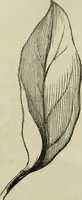 An illustration from The illustrated London drawing book ... (1853)