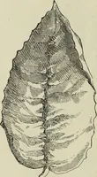An illustration from The illustrated London drawing book ... (1853)