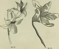 An illustration from The illustrated London drawing book ... (1853)