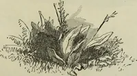 An illustration from The illustrated London drawing book ... (1853)