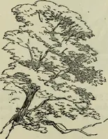 An illustration from The illustrated London drawing book ... (1853)