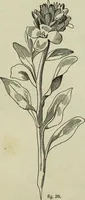An illustration from The illustrated London drawing book ... (1853)
