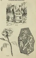 Picture 58 of 183 from The illustrated London drawing book ... (1853), leaf 43
