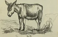 An illustration from The illustrated London drawing book ... (1853)
