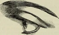 An illustration from The illustrated London drawing book ... (1853)