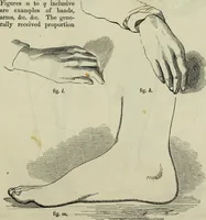 An illustration from The illustrated London drawing book ... (1853)