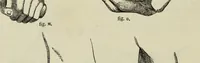 An illustration from The illustrated London drawing book ... (1853)