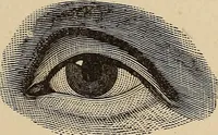 An illustration from Illustrated physiognomy (1879)