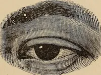 An illustration from Illustrated physiognomy (1879)