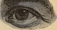 An illustration from Illustrated physiognomy (1879)