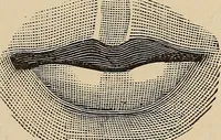 Picture 8 of 13 from Illustrated physiognomy (1879), leaf 24