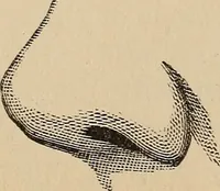 An illustration from Illustrated physiognomy (1879)