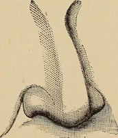 An illustration from Illustrated physiognomy (1879)
