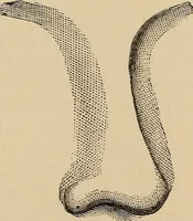 An illustration from Illustrated physiognomy (1879)