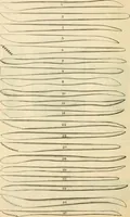 Picture 139 of 193 from Illustrated price list of artists' materials : comprising a complete list of painting and drawing materials for artists... materials for gilders, sign and coach-painters; etcher's and engravers' tools; also, materials for making wax and paper flowers. (1888), leaf 197