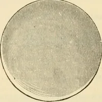 Picture 141 of 193 from Illustrated price list of artists' materials : comprising a complete list of painting and drawing materials for artists... materials for gilders, sign and coach-painters; etcher's and engravers' tools; also, materials for making wax and paper flowers. (1888), leaf 201