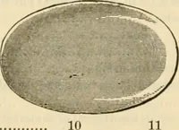 An illustration from Illustrated price list of artists' materials : comprising a complete list of painting and drawing materials for artists... materials for gilders, sign and coach-painters; etcher's and engravers' tools; also, materials for making wax and paper flowers. (1888)