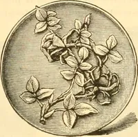 Picture 170 of 193 from Illustrated price list of artists' materials : comprising a complete list of painting and drawing materials for artists... materials for gilders, sign and coach-painters; etcher's and engravers' tools; also, materials for making wax and paper flowers. (1888), leaf 232