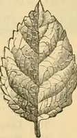 Picture 190 of 193 from Illustrated price list of artists' materials : comprising a complete list of painting and drawing materials for artists... materials for gilders, sign and coach-painters; etcher's and engravers' tools; also, materials for making wax and paper flowers. (1888), leaf 283