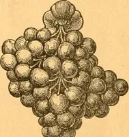 Picture 18 of 69 from Illustrated price list of patented artificial wood ornaments for furniture manufacturers, architects, builders, interior decorators, stair builders, car builders, organ manufacturers, steamboat builders, etc, etc. (1879), leaf 11