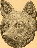 An illustration from Illustrated price list of patented artificial wood ornaments for furniture manufacturers, architects, builders, interior decorators, stair builders, car builders, organ manufacturers, steamboat builders, etc, etc. (1879)