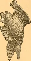 Picture 34 of 69 from Illustrated price list of patented artificial wood ornaments for furniture manufacturers, architects, builders, interior decorators, stair builders, car builders, organ manufacturers, steamboat builders, etc, etc. (1879), leaf 19