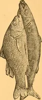 An illustration from Illustrated price list of patented artificial wood ornaments for furniture manufacturers, architects, builders, interior decorators, stair builders, car builders, organ manufacturers, steamboat builders, etc, etc. (1879)